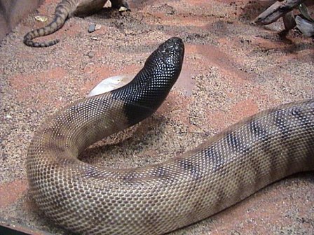 Black-headed python at Cameron Park Zoo